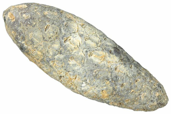 Fossil Cycadophyte Seed Cone - Boujdour, Morocco #325265